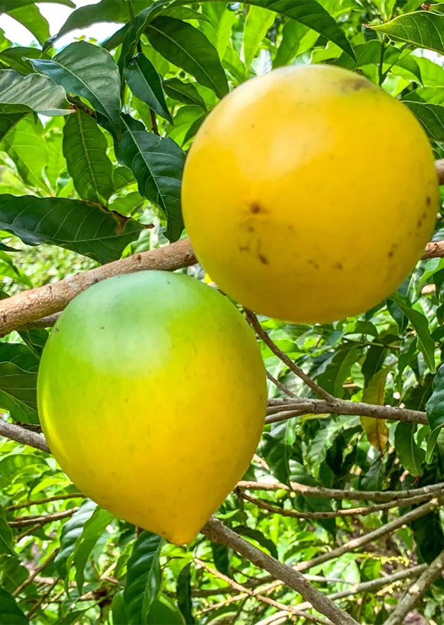 Ramuan Abiu