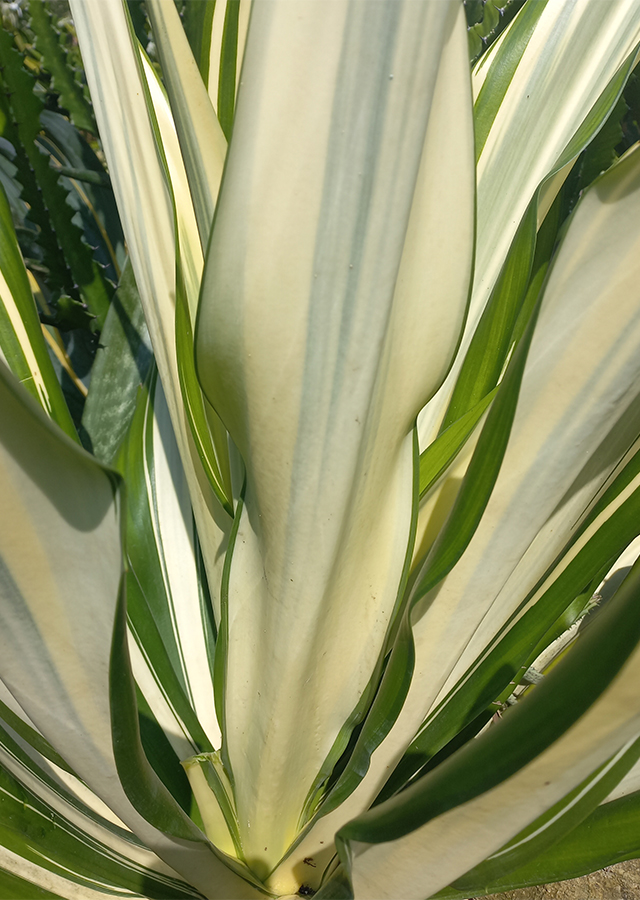 Kandungan Agave Daun Lebar