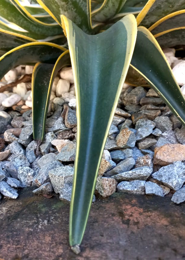 Ramuan Agave Mahkota