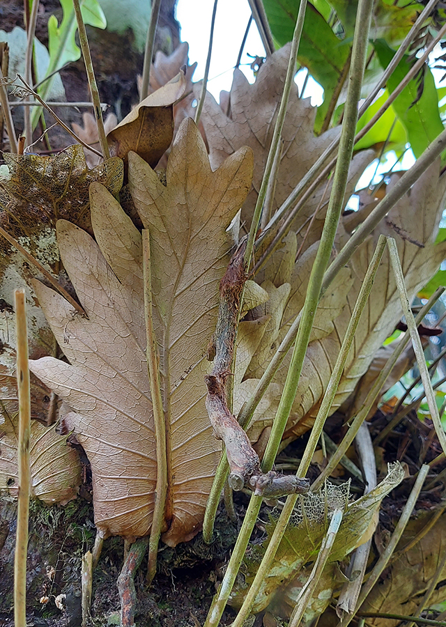 Kandungan Akar Kusu