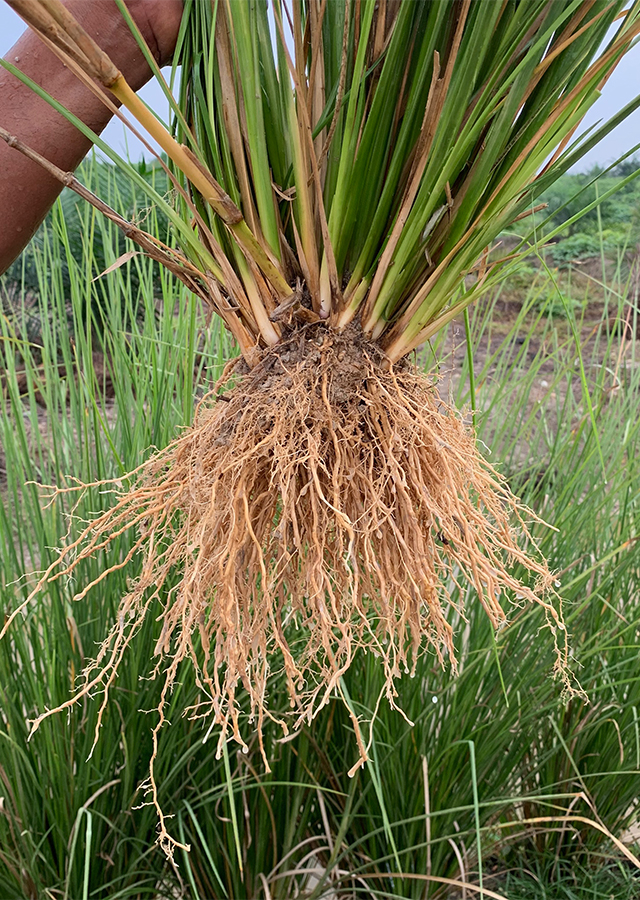 Kandungan Akar Wangi Vetiver
