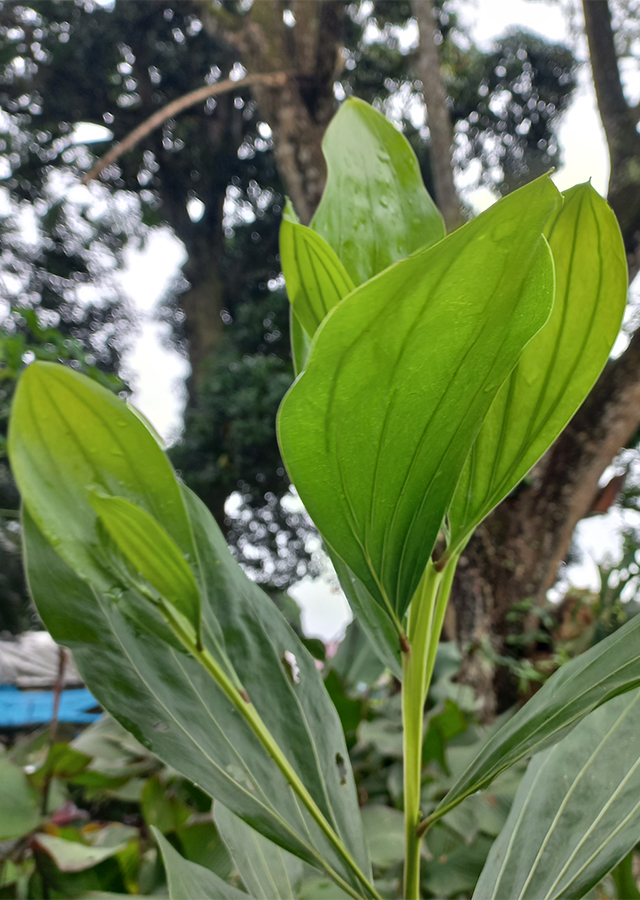 Kandungan Akasia