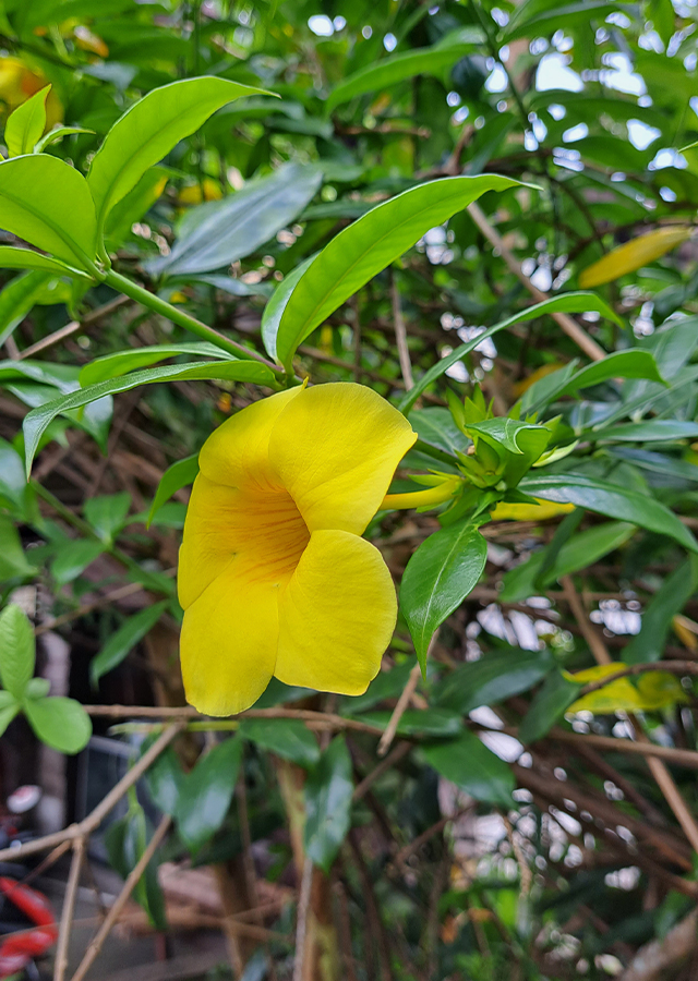 Kandungan Alamanda Buah