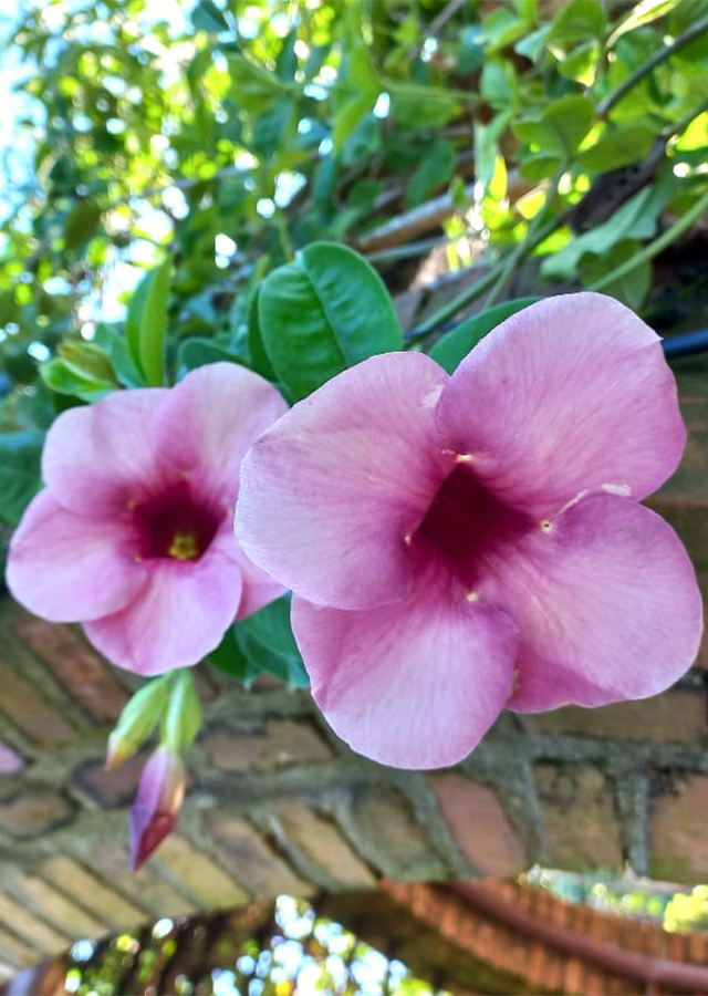 Kandungan Alamanda Ungu