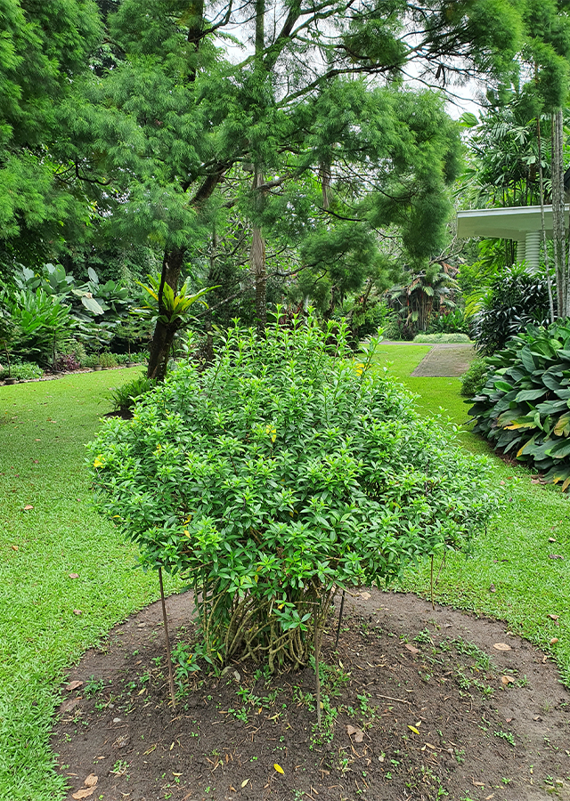 Kandungan Alamanda