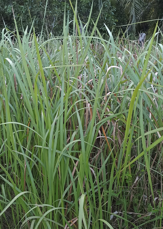 Kandungan Alang-Alang