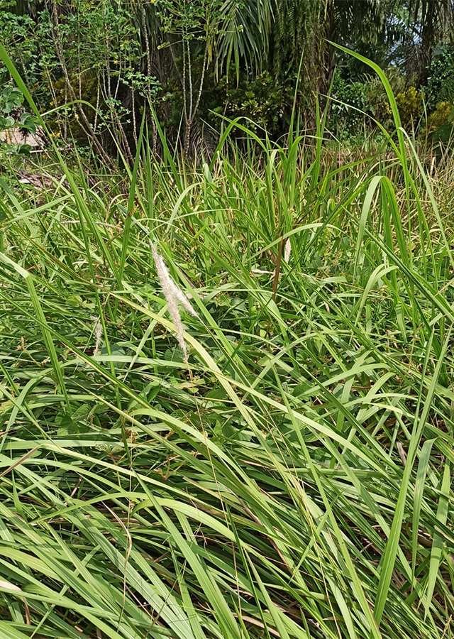 Ramuan Alang-Alang