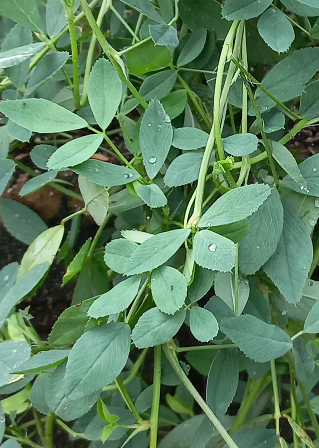Kandungan Alfalfa