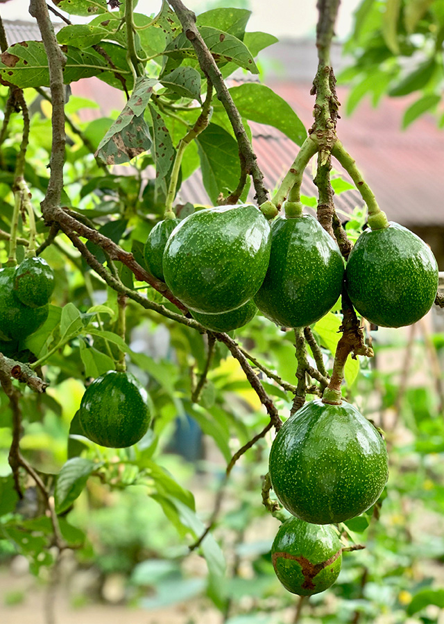 Kandungan Alpukat