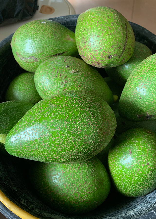 Ramuan Alpukat