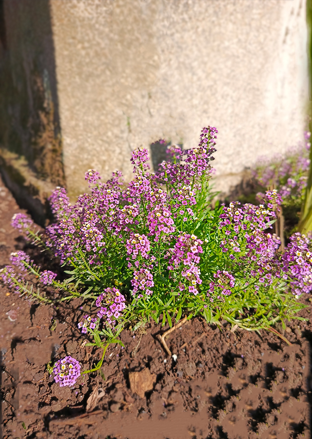 Kandungan Alyssum