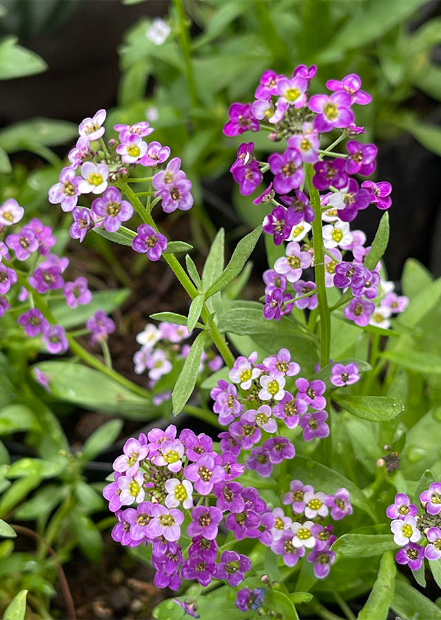 Ramuan Alyssum