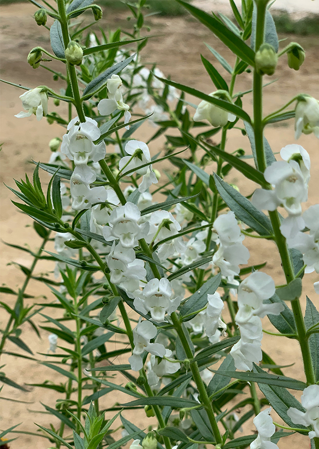 Ramuan Angelonia Lavender Palsu