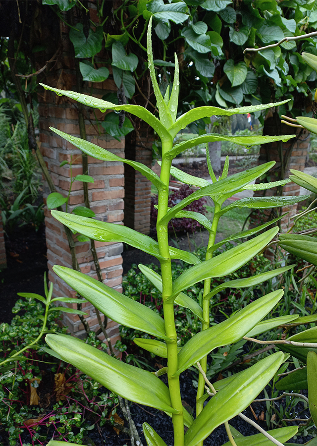 Kandungan Anggrek Kalajengking