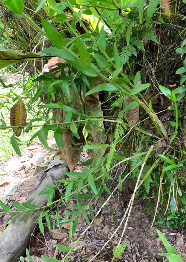 Ramuan Anggrek Merpati