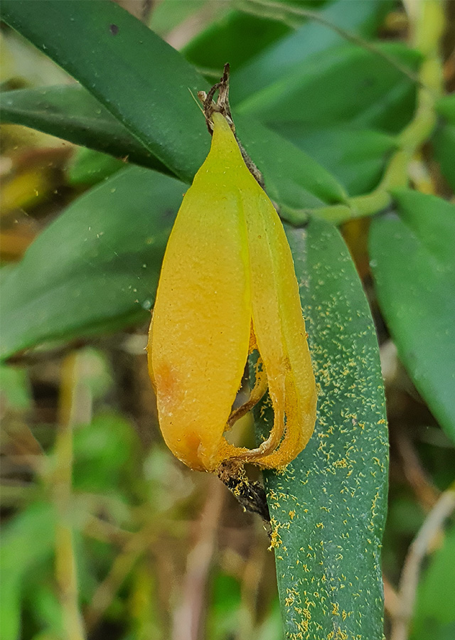Kandungan Anggrek Merpati