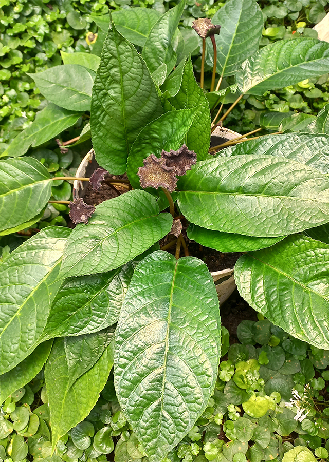 Kandungan Anthurium Tusuk Konde Hitam