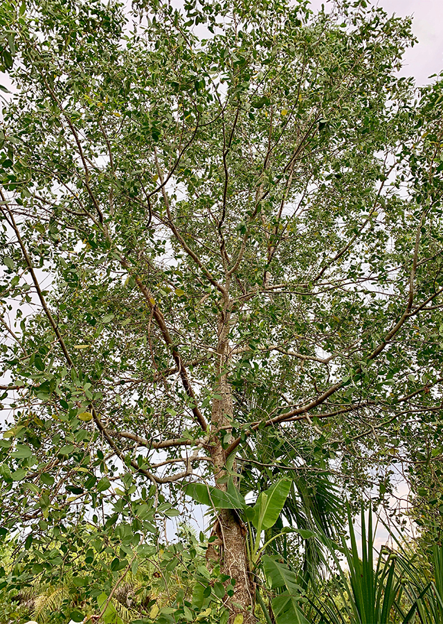 Ramuan Apel Mangrove