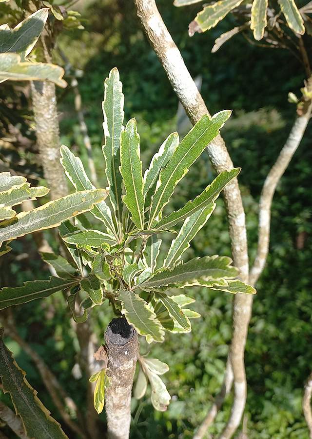 Kandungan Aralia Laba-Laba