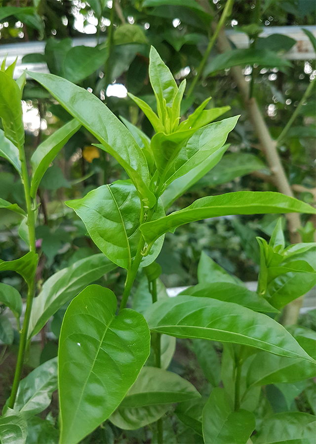 Ramuan Arum Dalu