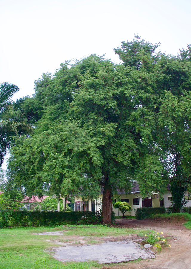 Ramuan Asam Jawa