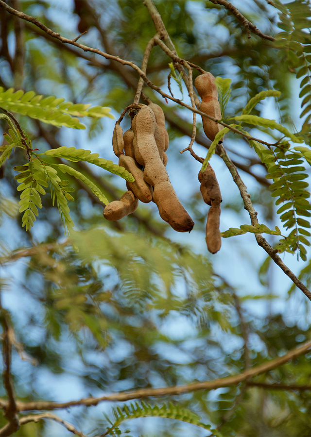 Kandungan Asam Jawa