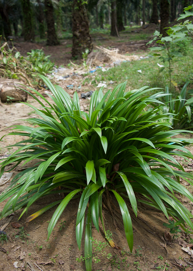 Ramuan Bakung Putih