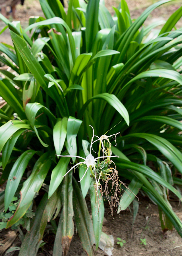 Kandungan Bakung Putih