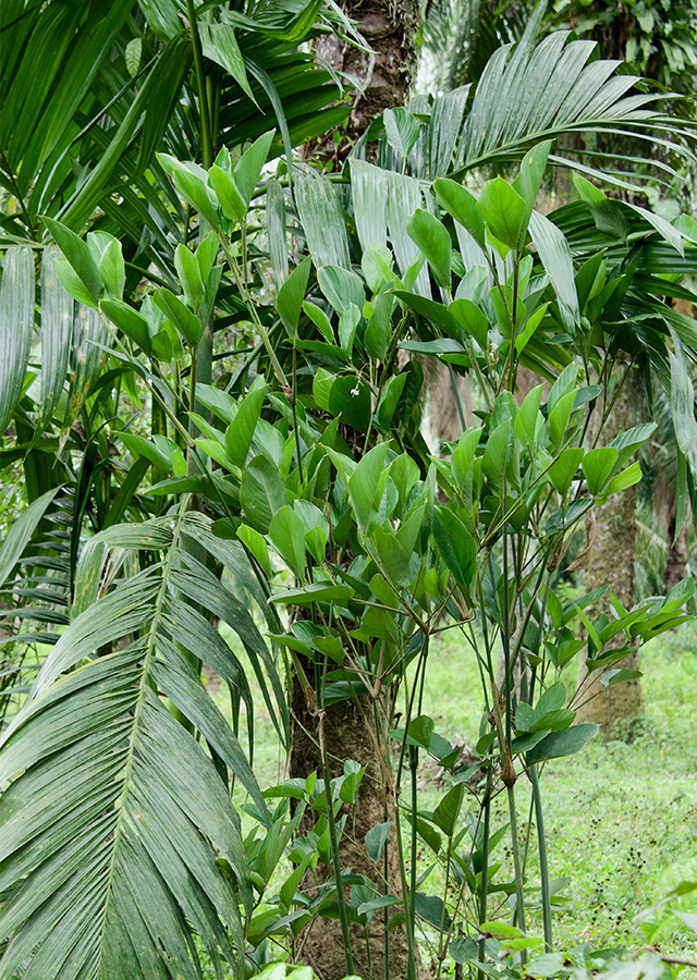 Penyebaran Bamban
