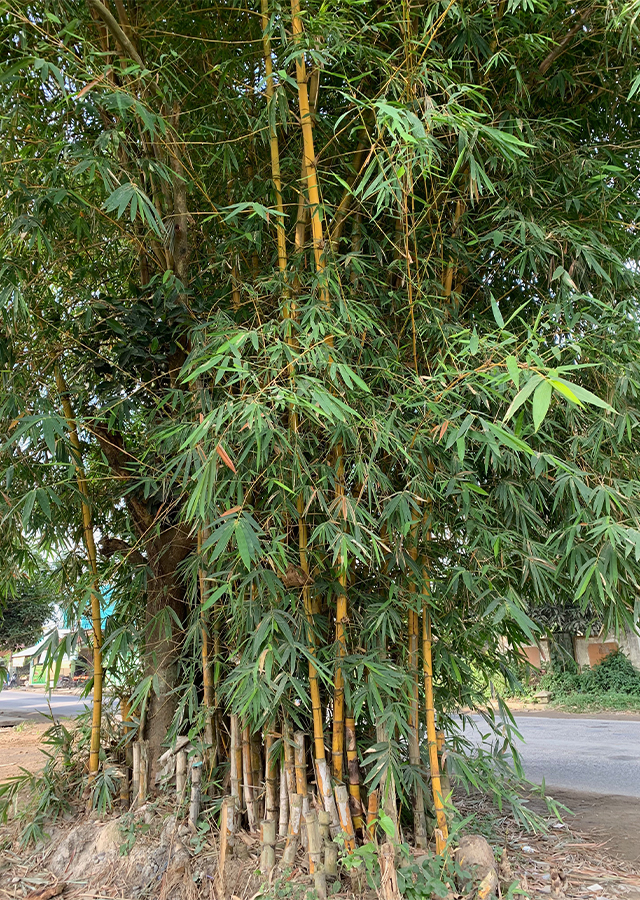 Ramuan Bambu Kuning