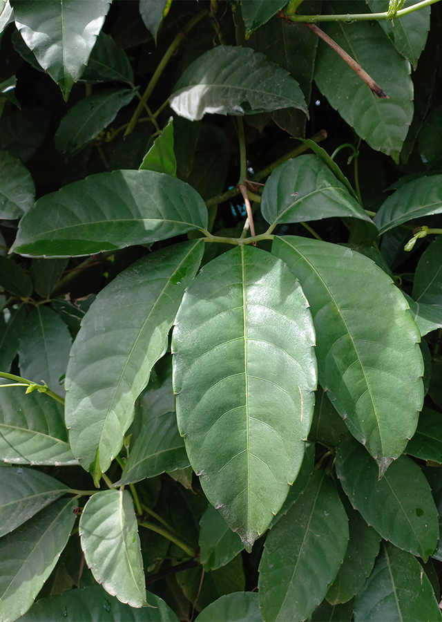 Kandungan Bantengan
