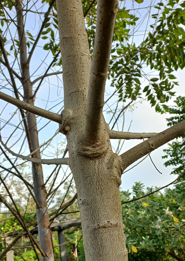 Ramuan Baobab