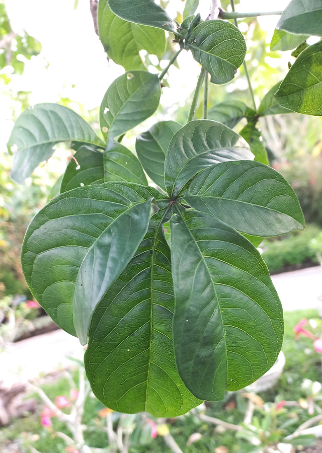 Kandungan Baobab