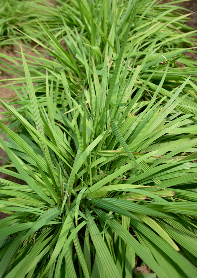 Kandungan Bawang Dayak