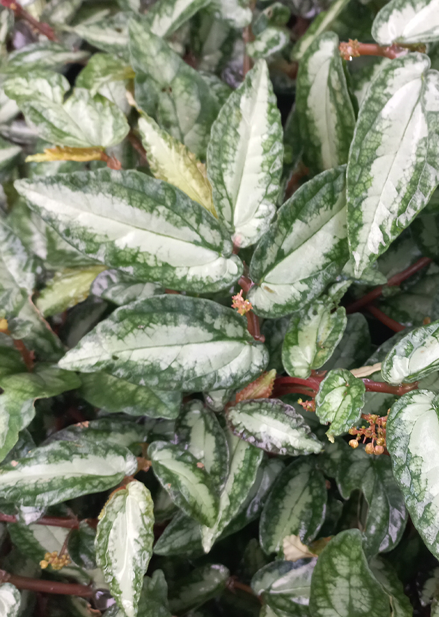 Kandungan Begonia Watermelon