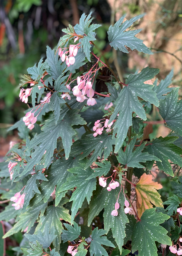 Ramuan Begonia