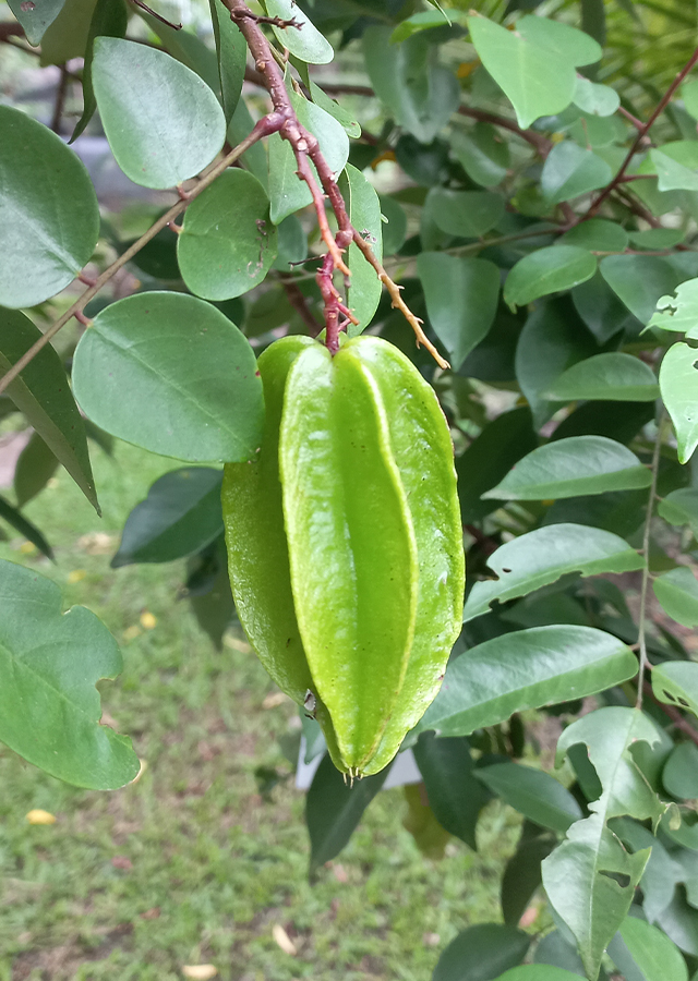 Kandungan Belimbing