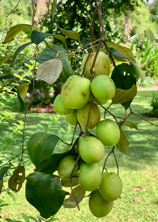 Ramuan Bidara Putsa