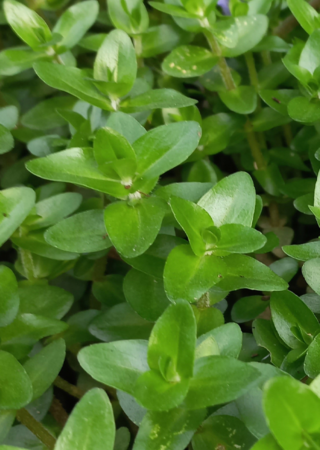 Ramuan Blue Water Hyssop