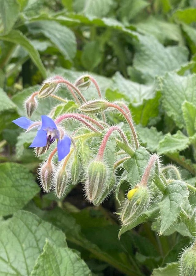 Ramuan Borage