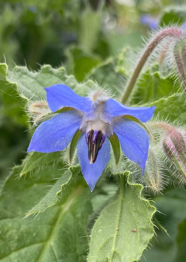 Kandungan Borage