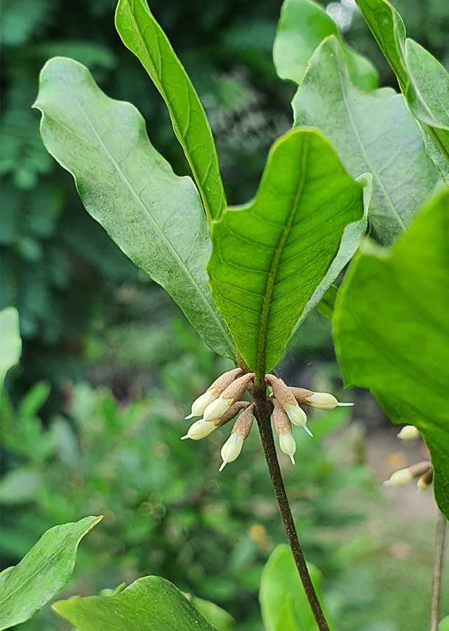 Ramuan Buah Ajaib