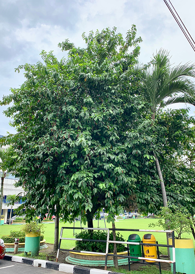 Ramuan Buah Buni