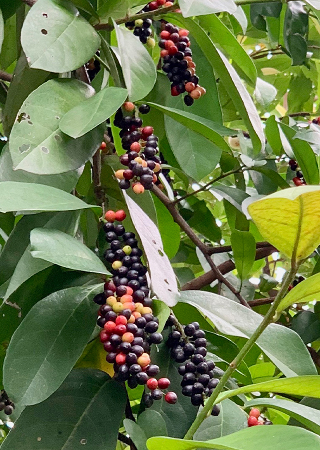Kandungan Buah Buni