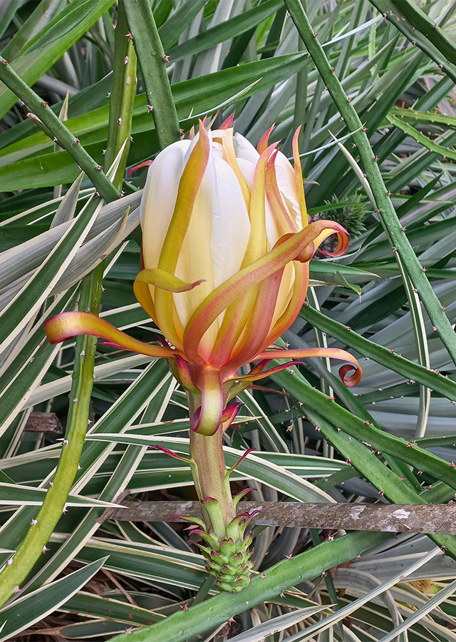 Ramuan Buah Naga Kuning