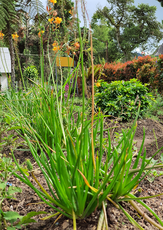Kandungan Bulbine frutescens