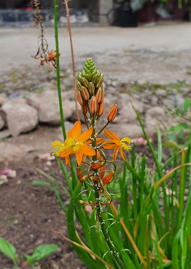 Ramuan Bulbine frutescens