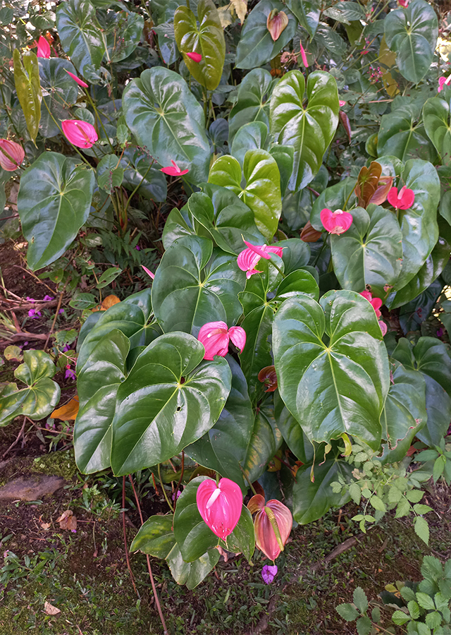 Kandungan Bunga Anthurium