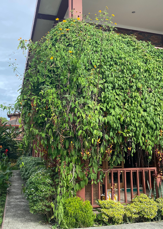 Kandungan Bunga Clock Vine