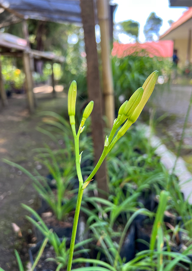 Kandungan Bunga Daylili